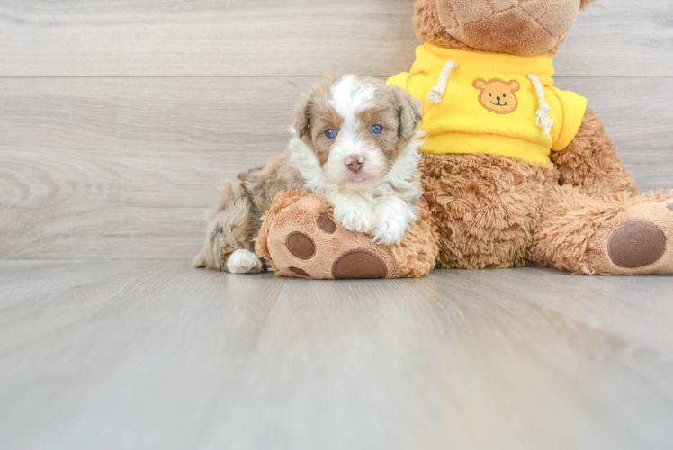 Mini Aussiedoodle Puppy for Adoption