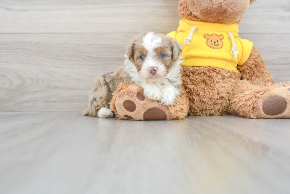 Mini Aussiedoodle Puppy for Adoption