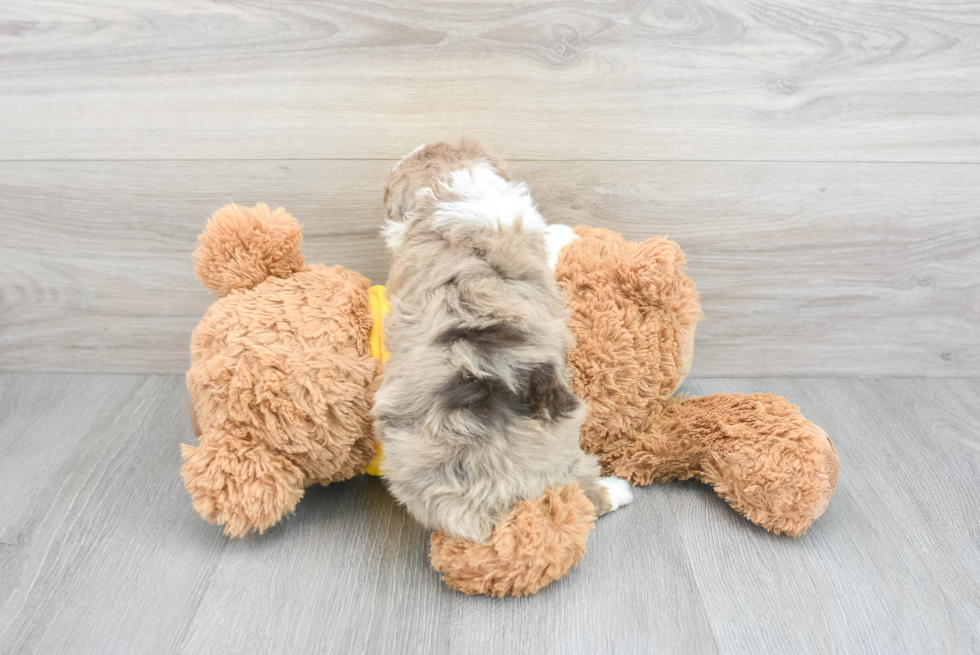 Friendly Mini Aussiedoodle Baby