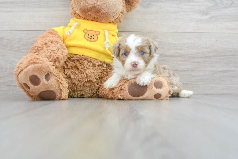 Cute Mini Aussiedoodle Baby
