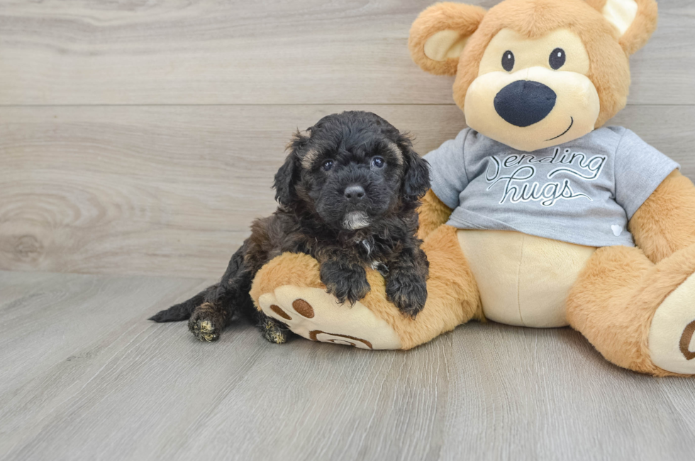 4 week old Mini Aussiedoodle Puppy For Sale - Seaside Pups