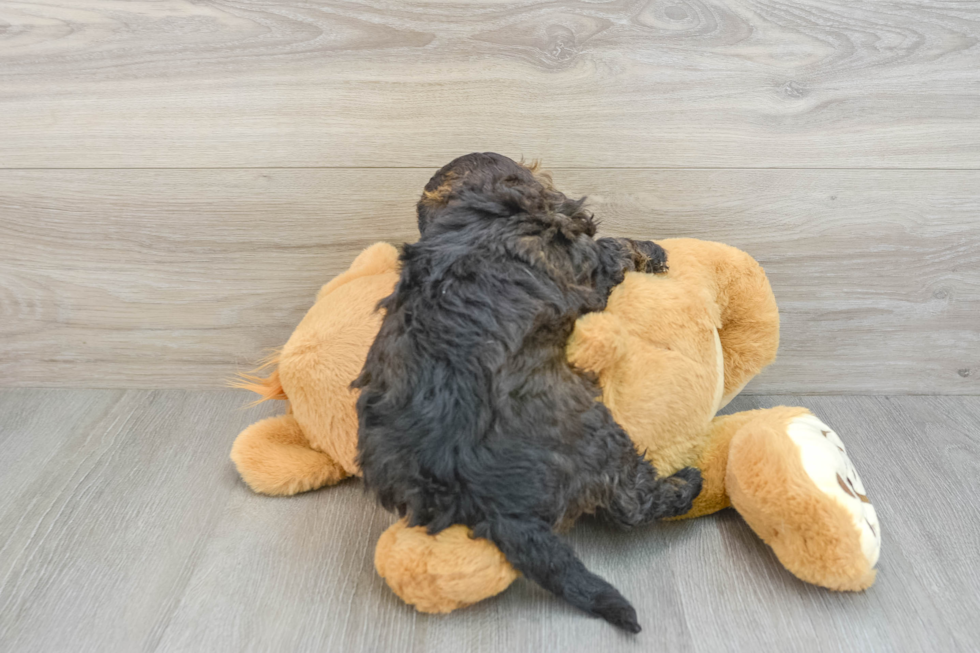 Playful Mini Aussiepoodle Poodle Mix Puppy