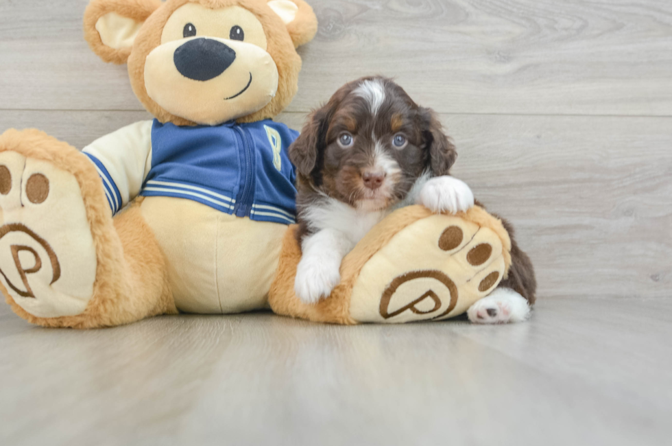 6 week old Mini Aussiedoodle Puppy For Sale - Seaside Pups