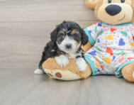 7 week old Mini Aussiedoodle Puppy For Sale - Seaside Pups