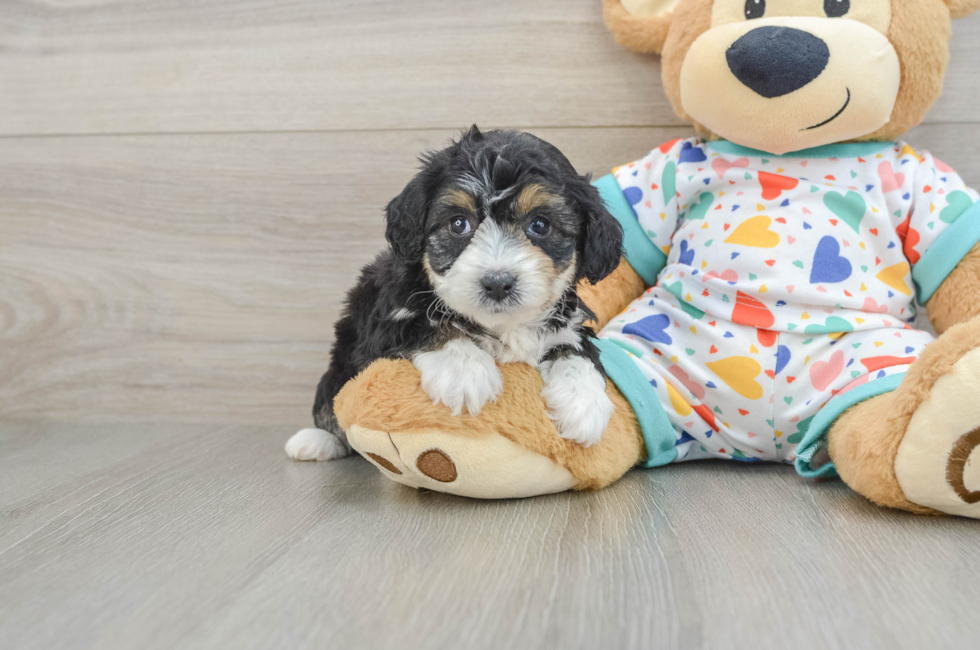 5 week old Mini Aussiedoodle Puppy For Sale - Seaside Pups
