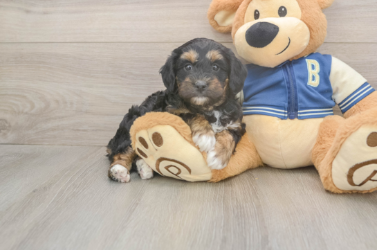 5 week old Mini Aussiedoodle Puppy For Sale - Seaside Pups Little Mini Aussiepoo Poodle Mix Puppy