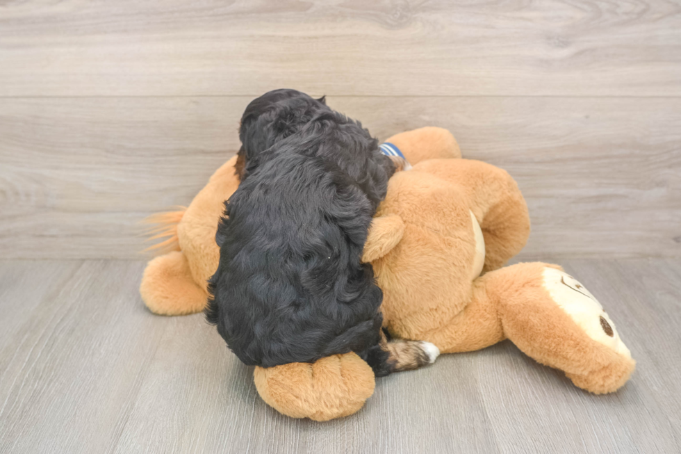 Sweet Mini Aussiedoodle Baby