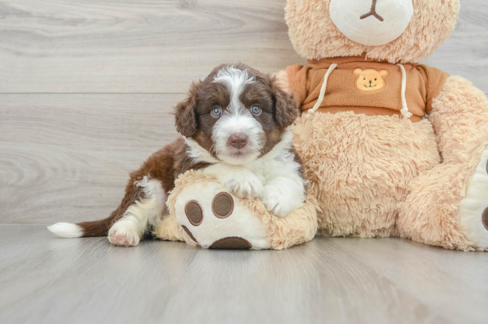 5 week old Mini Aussiedoodle Puppy For Sale - Seaside Pups