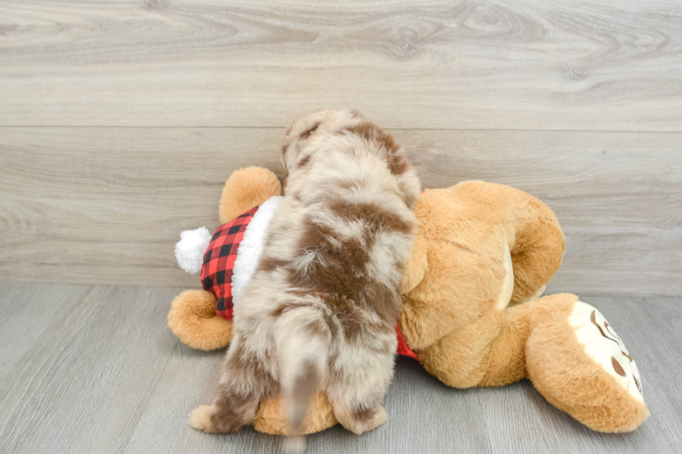 Adorable Mini Australian Shepherd X Poodle Mix Poodle Mix Puppy