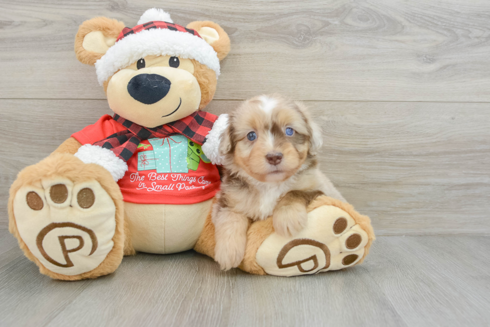 Little Mini Aussiepoo Poodle Mix Puppy