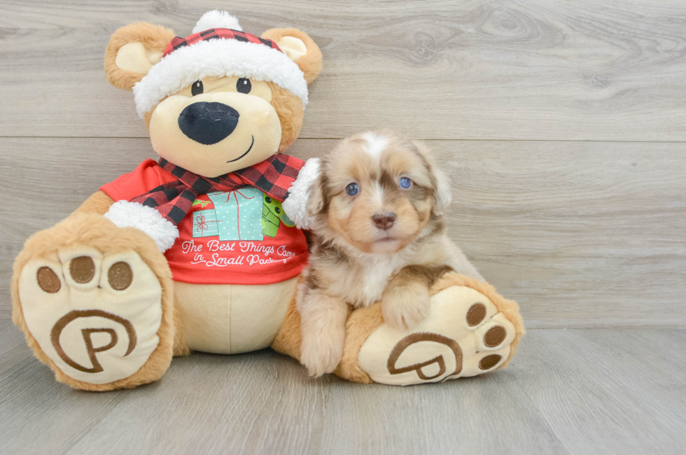 6 week old Mini Aussiedoodle Puppy For Sale - Seaside Pups