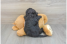 Playful Mini Aussiepoodle Poodle Mix Puppy