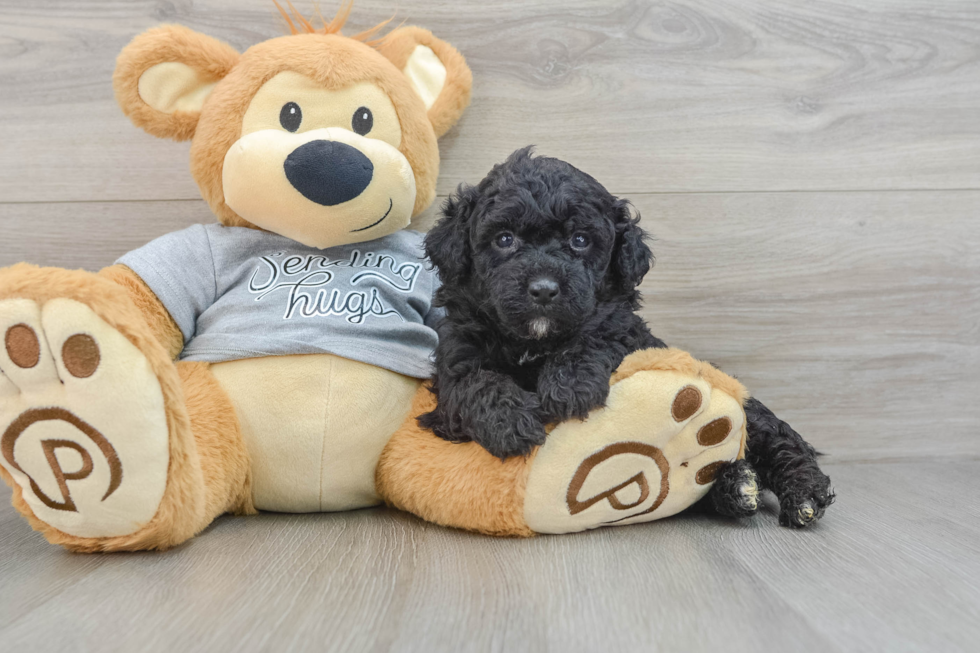 Mini Aussiedoodle Puppy for Adoption