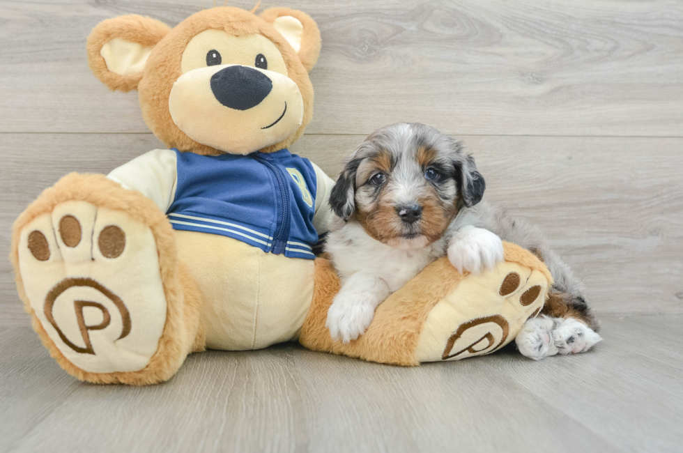 6 week old Mini Aussiedoodle Puppy For Sale - Seaside Pups