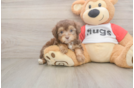Smart Mini Aussiedoodle Poodle Mix Pup