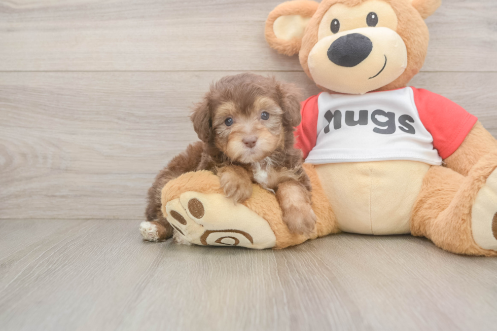 Smart Mini Aussiedoodle Poodle Mix Pup
