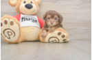 Mini Aussiedoodle Puppy for Adoption