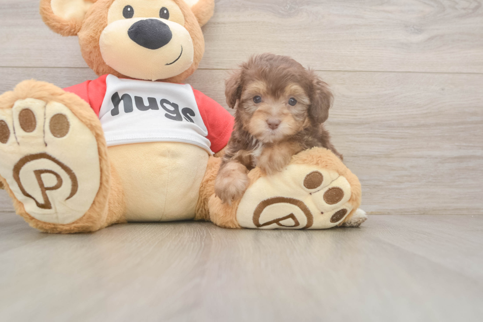 Mini Aussiedoodle Puppy for Adoption