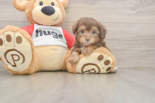 Mini Aussiedoodle Puppy for Adoption