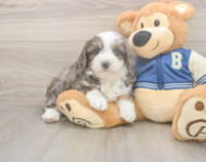 8 week old Mini Aussiedoodle Puppy For Sale - Seaside Pups