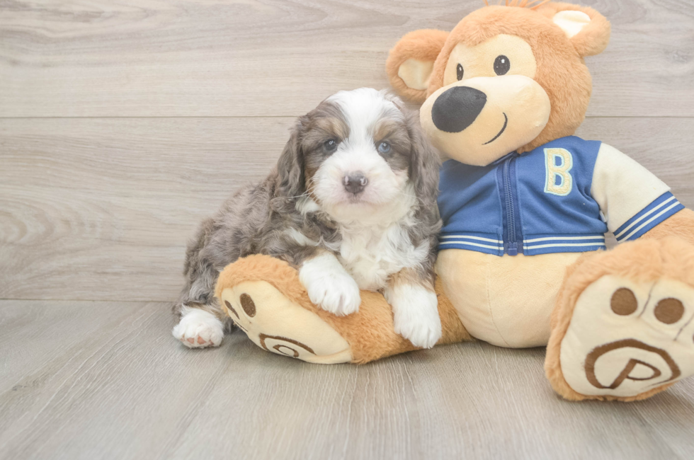 5 week old Mini Aussiedoodle Puppy For Sale - Seaside Pups
