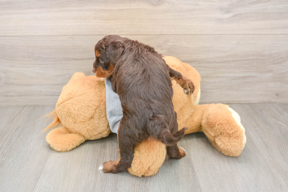 Friendly Mini Aussiedoodle Baby