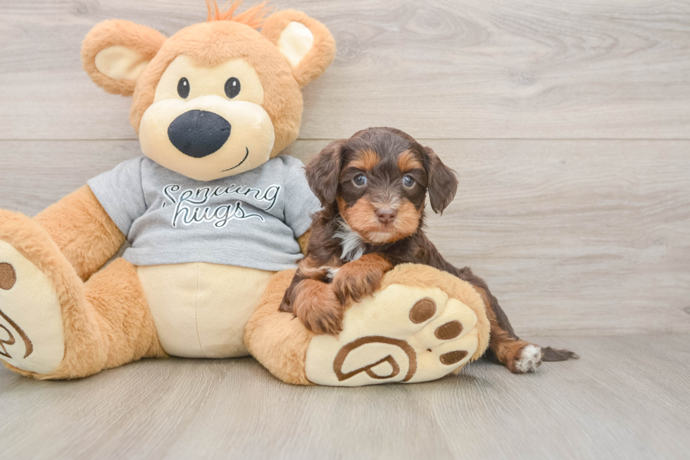 Sweet Mini Aussiedoodle Baby