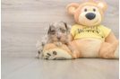 Mini Aussiedoodle Pup Being Cute