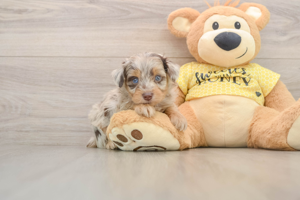 Mini Aussiedoodle Pup Being Cute