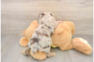 Best Mini Aussiedoodle Baby