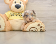 7 week old Mini Aussiedoodle Puppy For Sale - Seaside Pups