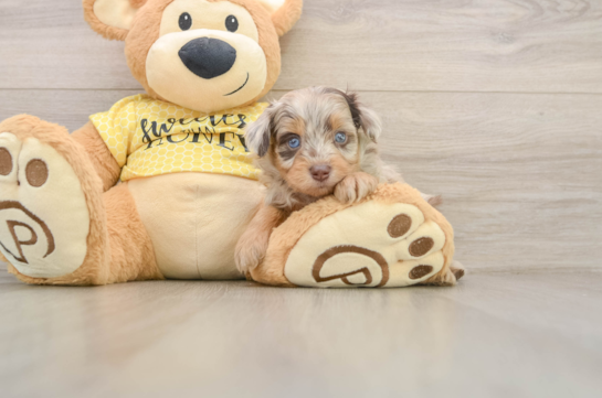 Energetic Aussiepoo Poodle Mix Puppy