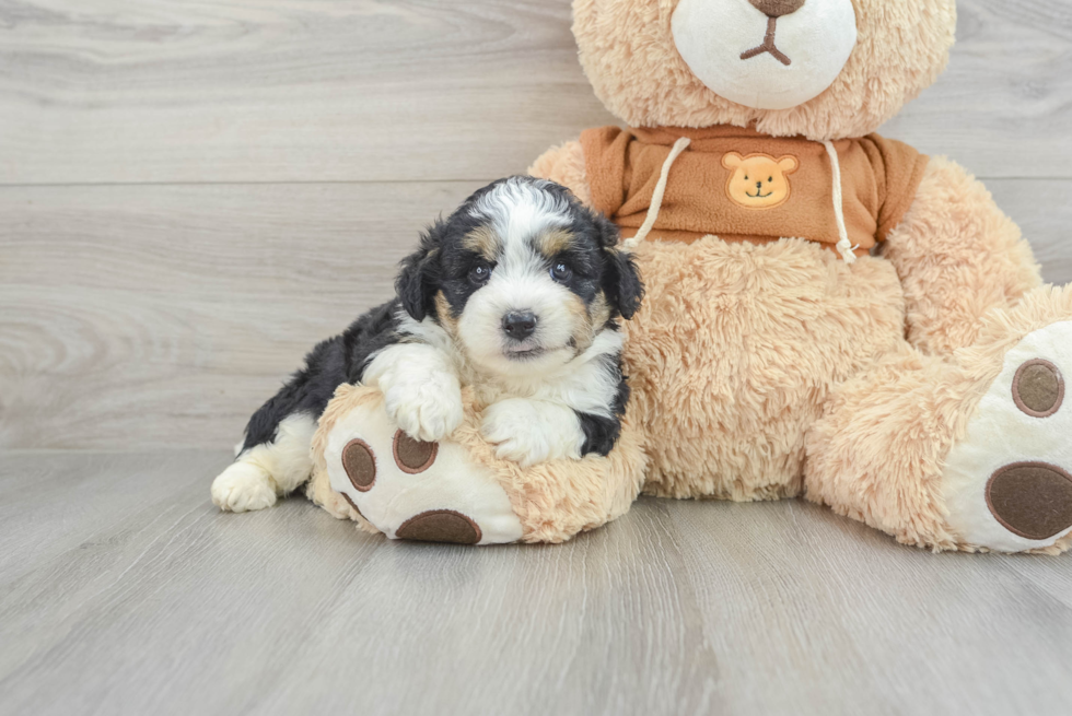 Energetic Aussie Poo Poodle Mix Puppy