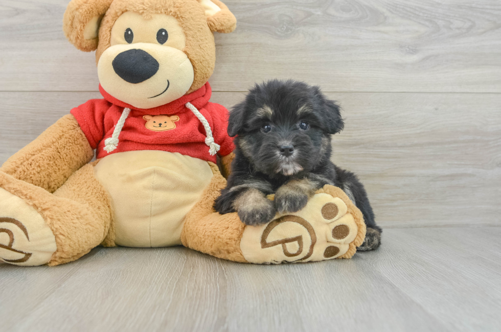 6 week old Mini Aussiedoodle Puppy For Sale - Seaside Pups