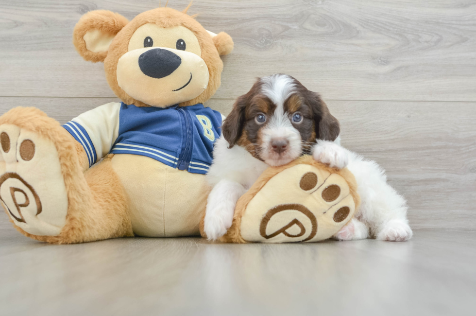 6 week old Mini Aussiedoodle Puppy For Sale - Seaside Pups