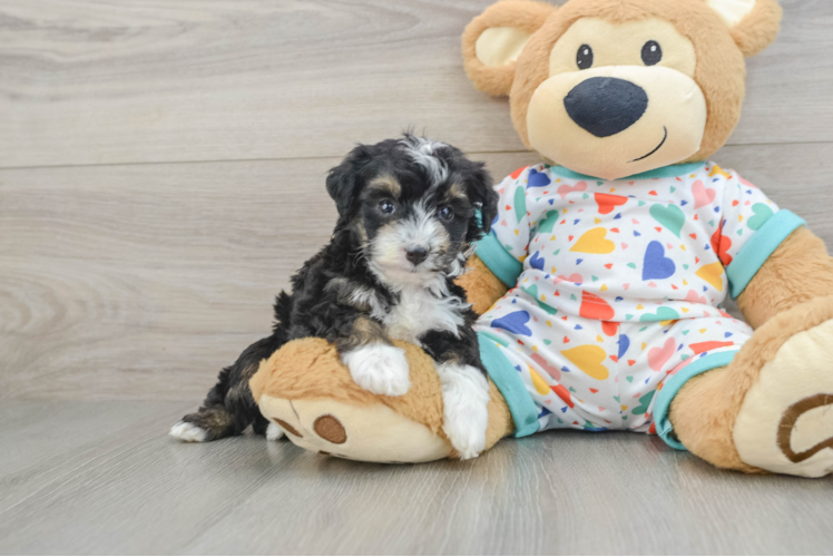 Mini Aussiedoodle Pup Being Cute