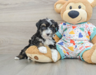 7 week old Mini Aussiedoodle Puppy For Sale - Seaside Pups