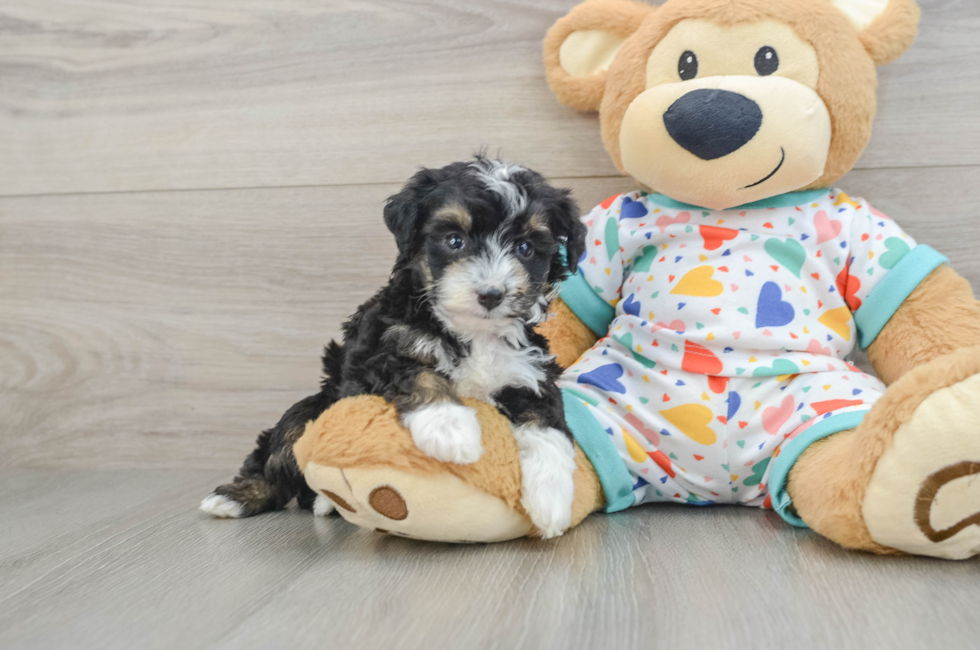 5 week old Mini Aussiedoodle Puppy For Sale - Seaside Pups