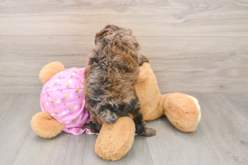 Mini Aussiedoodle Pup Being Cute