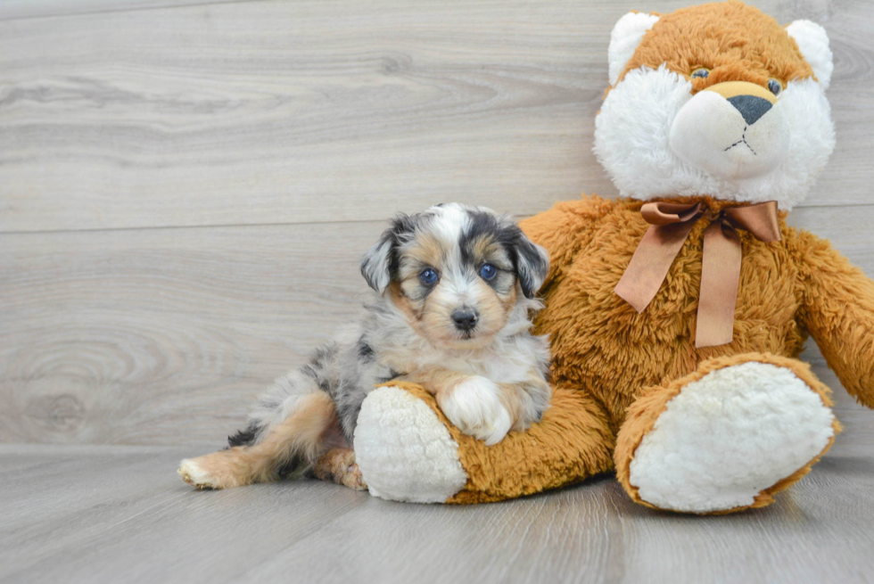 Mini Aussiedoodle Puppy for Adoption