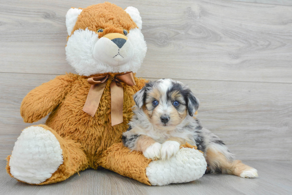 Popular Mini Aussiedoodle Poodle Mix Pup