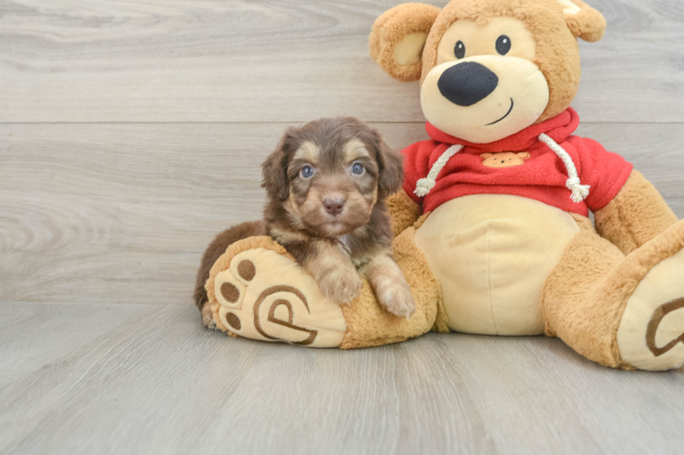 Mini Aussiedoodle Puppy for Adoption