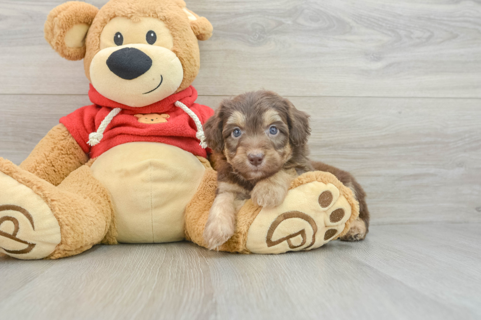 Hypoallergenic Aussiepoo Poodle Mix Puppy