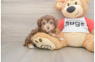 Best Mini Aussiedoodle Baby
