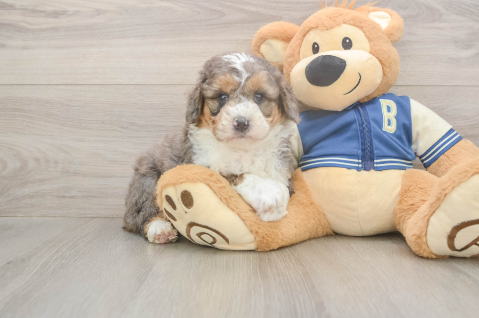 5 week old Mini Aussiedoodle Puppy For Sale - Seaside Pups