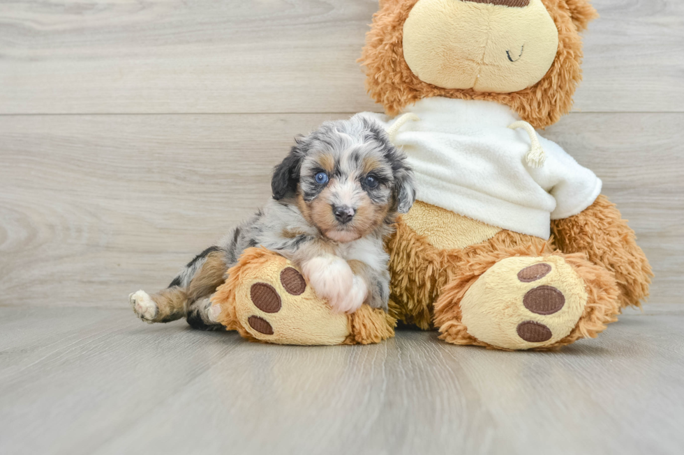 Mini Aussiedoodle Puppy for Adoption