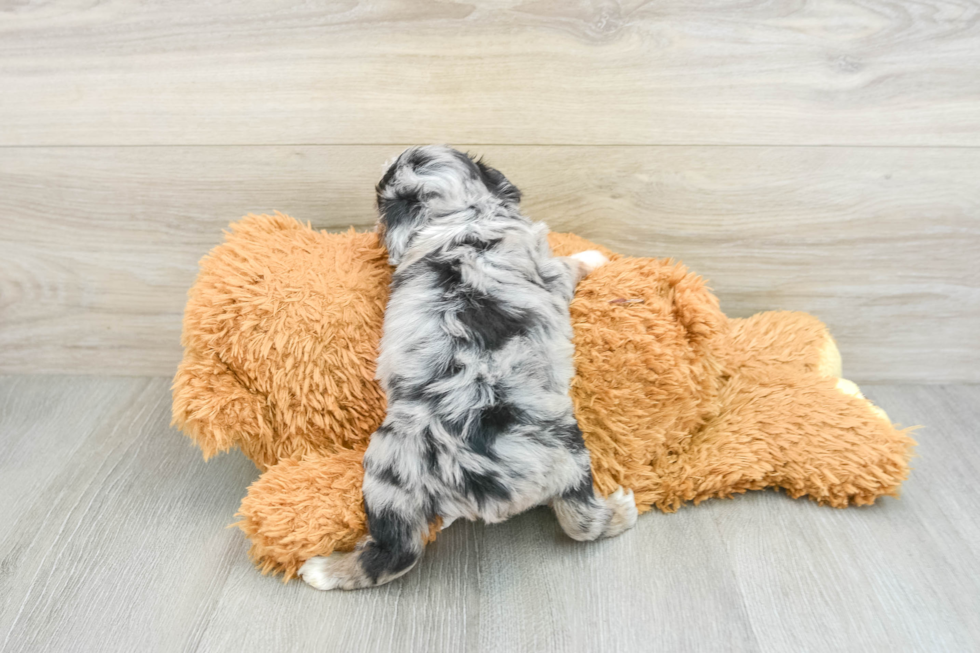 Popular Mini Aussiedoodle Poodle Mix Pup