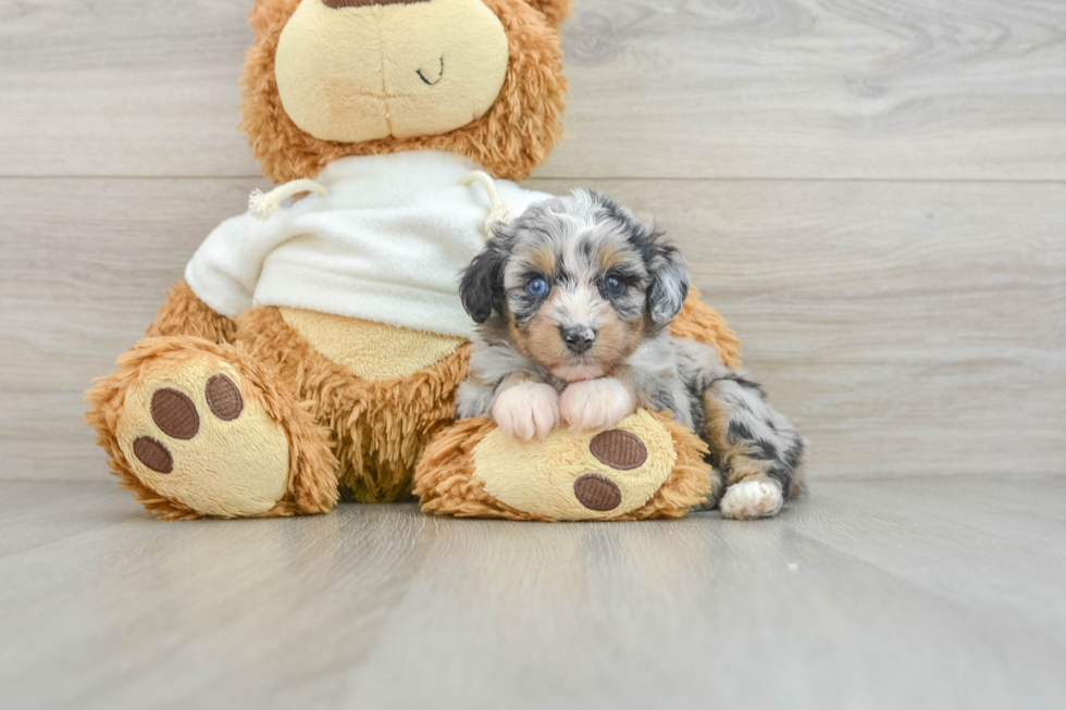 Best Mini Aussiedoodle Baby