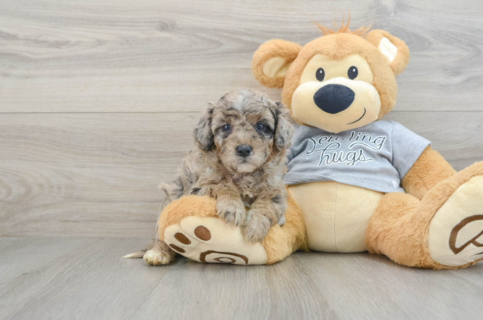 4 week old Mini Aussiedoodle Puppy For Sale - Seaside Pups