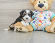 7 week old Mini Aussiedoodle Puppy For Sale - Seaside Pups